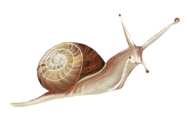 蜗牛图片素材