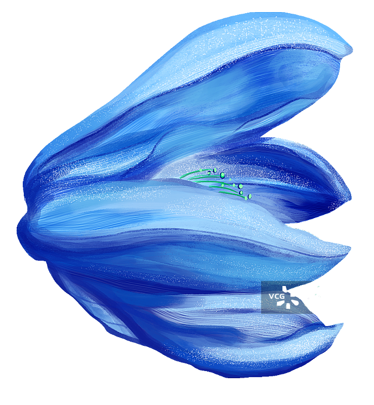 紫菀花2图片素材