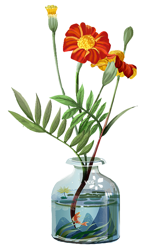 万寿菊3图片素材