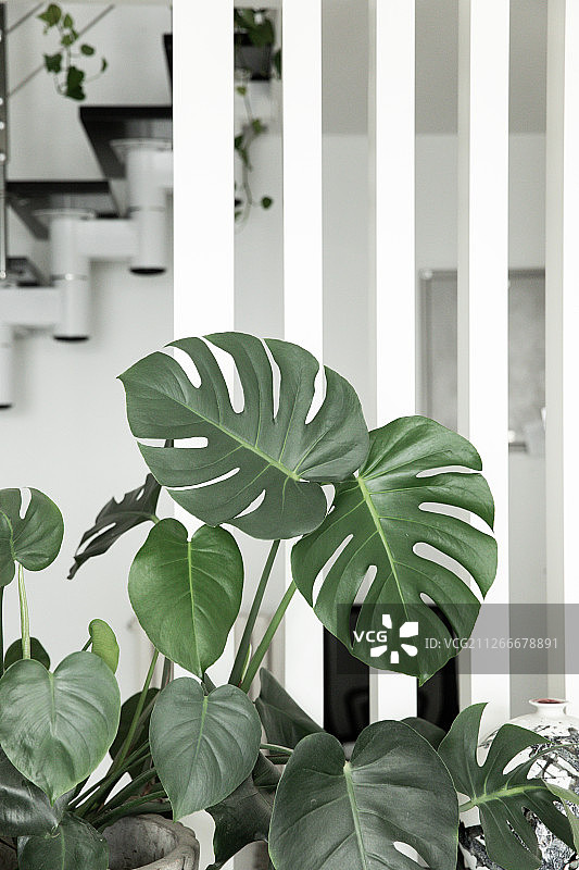 龟背竹图片素材