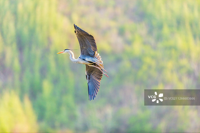 辽宁丹东杨木川白鹭苍鹭野生动物飞鸟图片素材