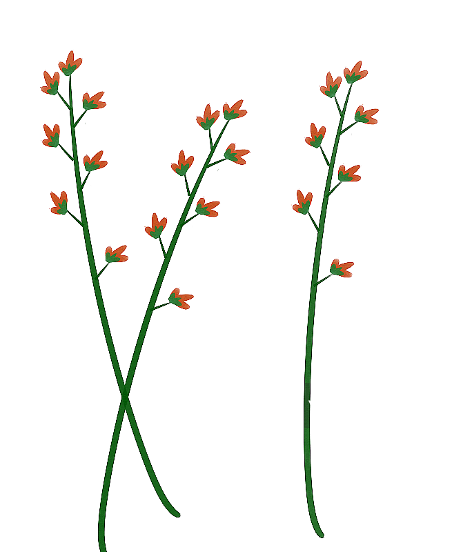 野花野草插画元素图片素材