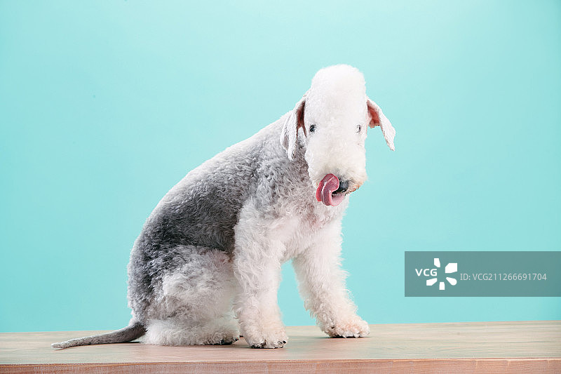 一只可爱的贝灵顿梗犬图片素材