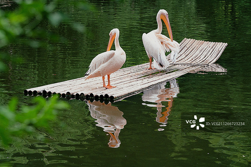 鹈鹕戏水图片素材