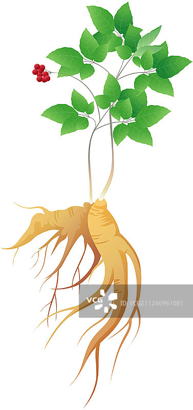 人参图标图片素材