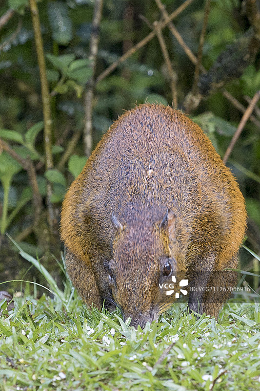 正在吃东西的中美洲刺豚鼠图片素材
