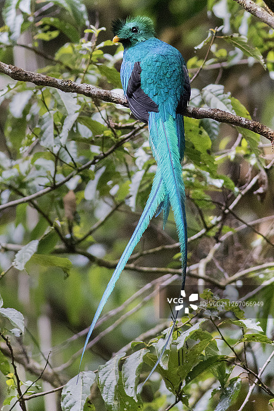雄性格查尔绿咬鹃图片素材