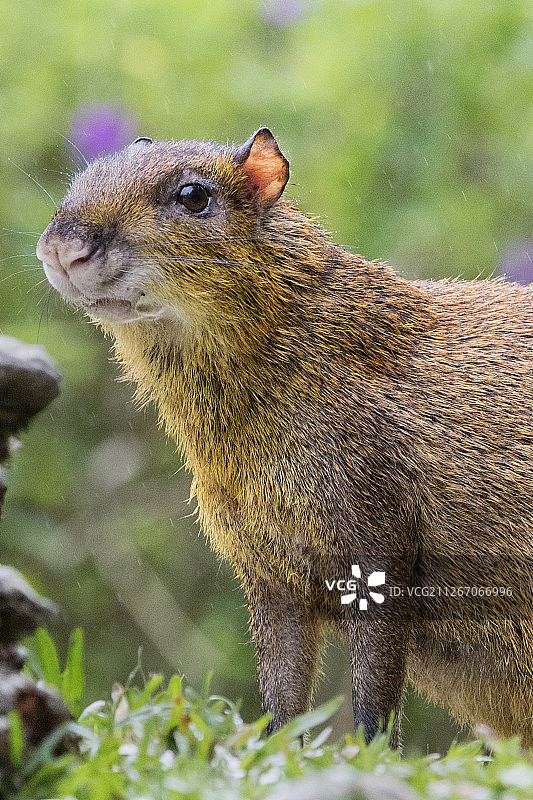 中美洲刺豚鼠特写图片素材