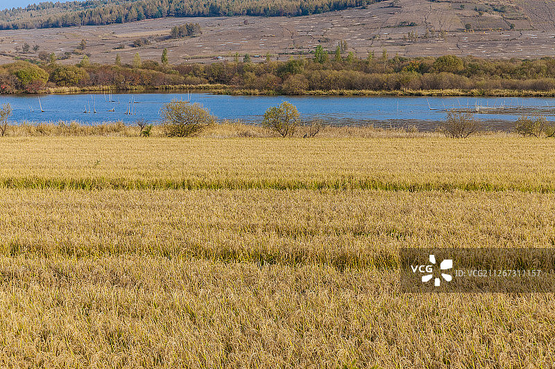 中国吉林敦化雁鸣湖湿地草地风光图片素材
