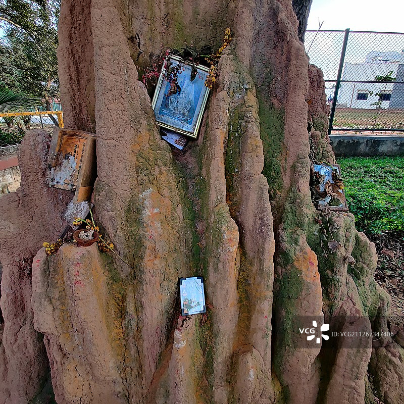 印度教徒祭拜白蚁丘图片素材