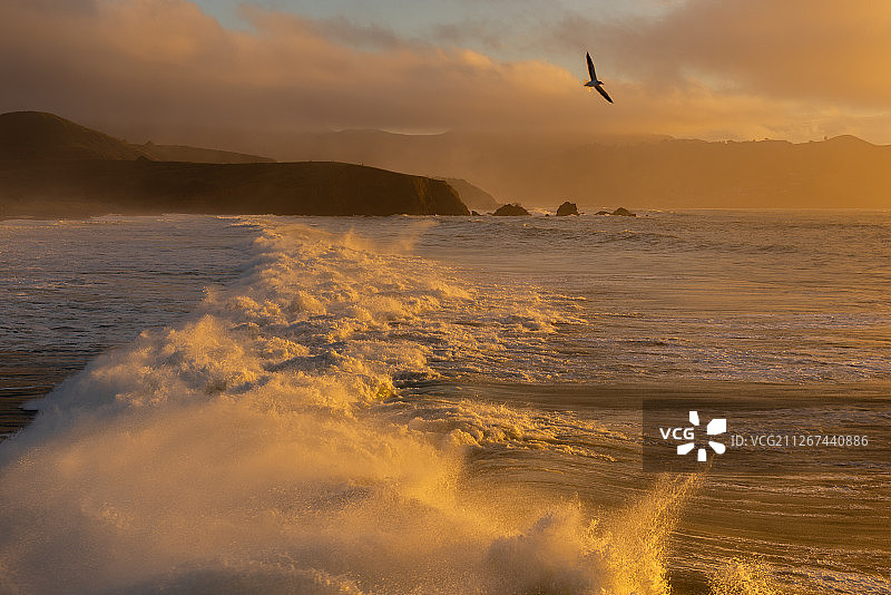 海燕的搏击 Fighting图片素材