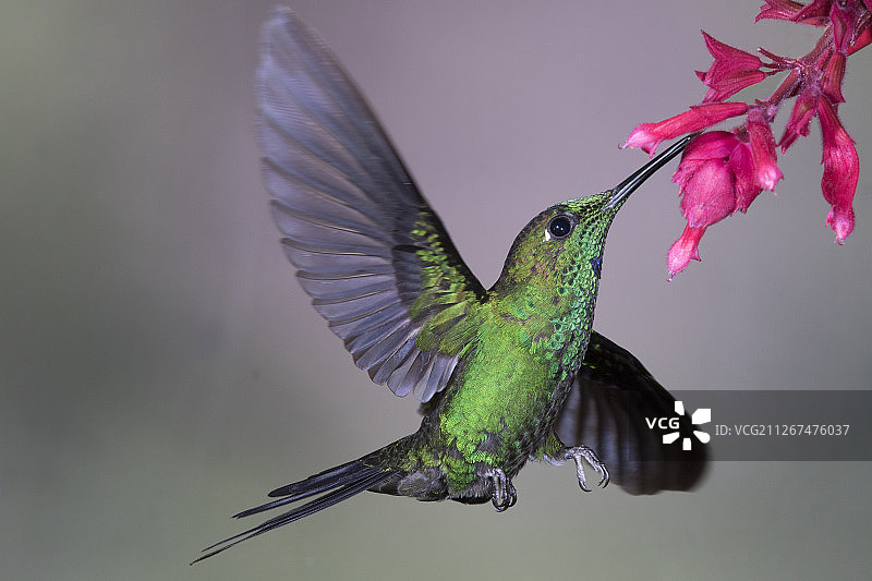 绿冠辉蜂鸟雄鸟在花上觅食图片素材