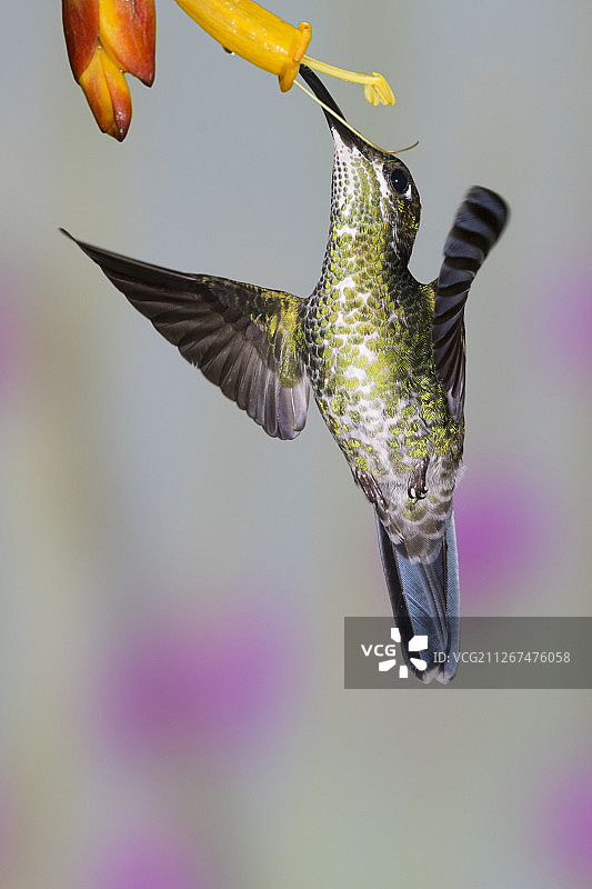 绿冠辉蜂鸟雌鸟在花上觅食图片素材