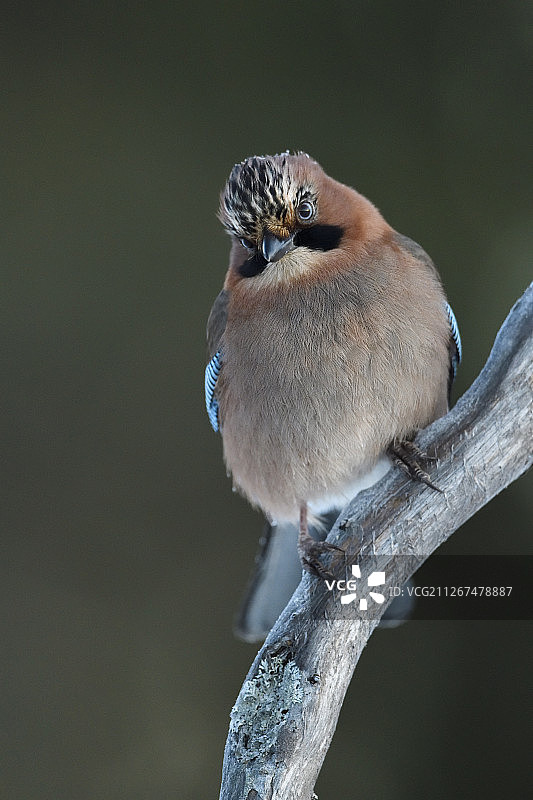 欧亚鹪鹯图片素材