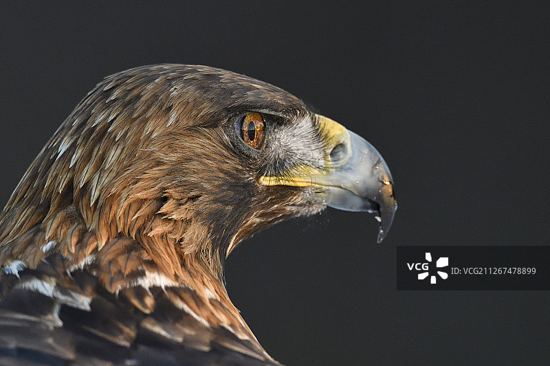 金雕，Aquila chrysaetos，成年雄性，瑞典Vasterbotten Kalvtrask图片素材