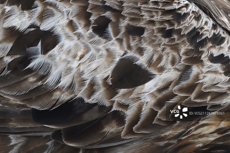 金雕，Aquila chrysaetos，成年雄性，瑞典Vasterbotten Kalvtrask图片素材