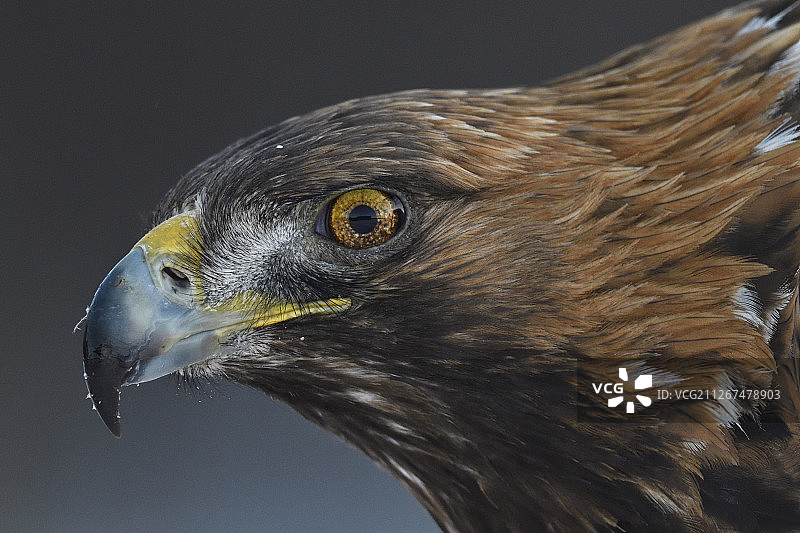 金雕，Aquila chrysaetos，成年雄性，瑞典Vasterbotten Kalvtrask图片素材