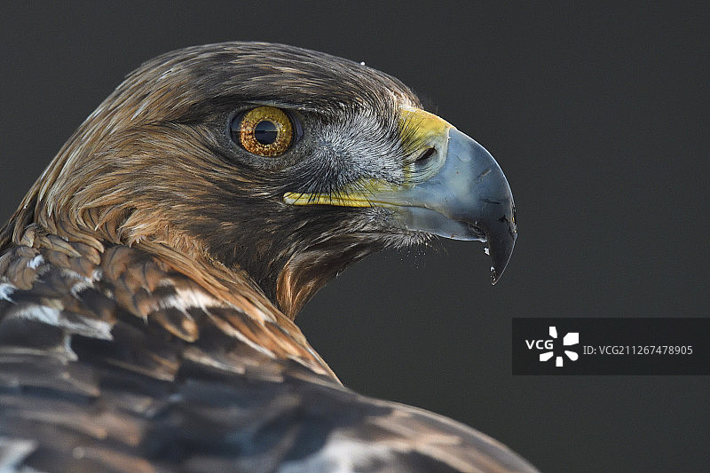 金雕，Aquila chrysaetos，成年雄性，瑞典Vasterbotten Kalvtrask图片素材