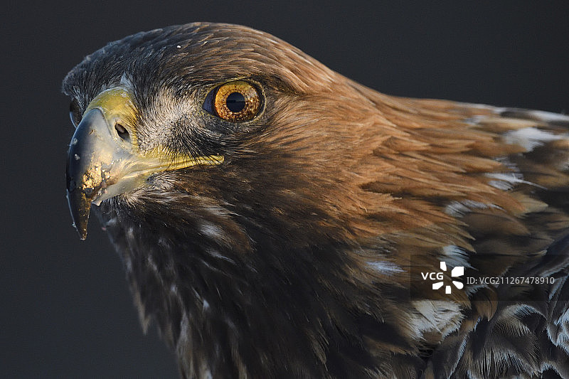 金雕，Aquila chrysaetos，成年雄性，瑞典Vasterbotten Kalvtrask图片素材