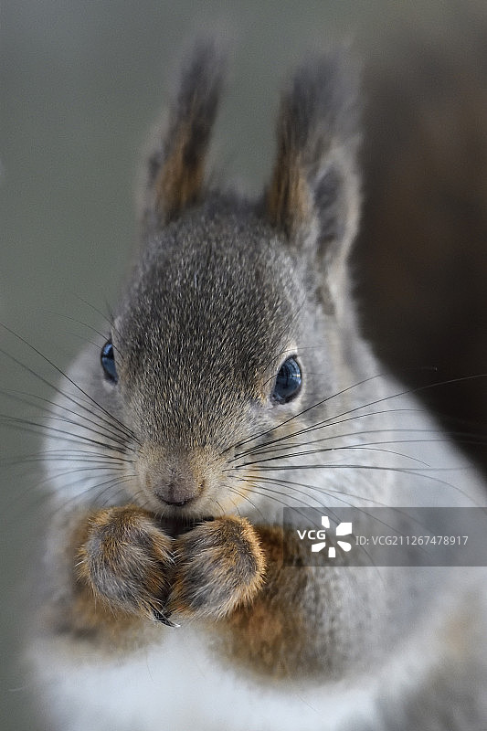 换上灰色冬装的欧亚红松鼠图片素材