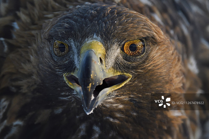 金雕，Aquila chrysaetos，成年雄性，瑞典Vasterbotten Kalvtrask图片素材