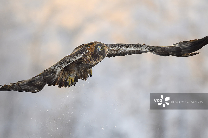 金雕，Aquila chrysaetos，成年雄性，瑞典Vasterbotten Kalvtrask图片素材