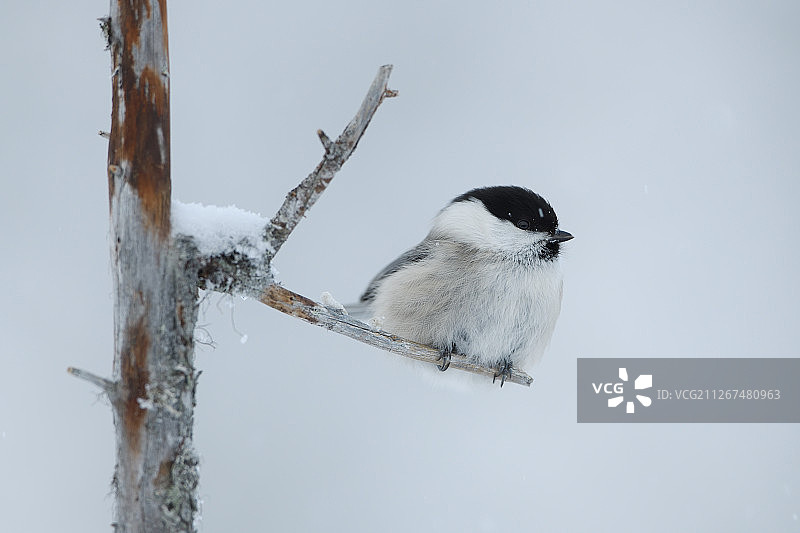 冬季北方针叶林中的褐头山雀图片素材