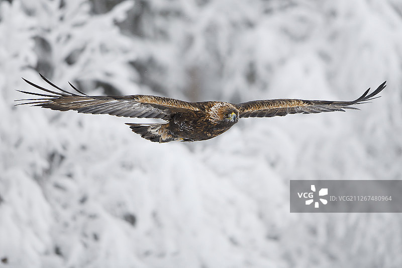 金雕，寒带针叶林冬季，位于瑞典拉普兰图片素材