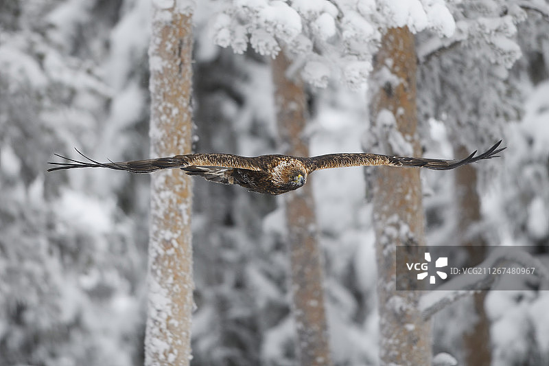 金雕，寒带针叶林冬季，位于瑞典拉普兰图片素材