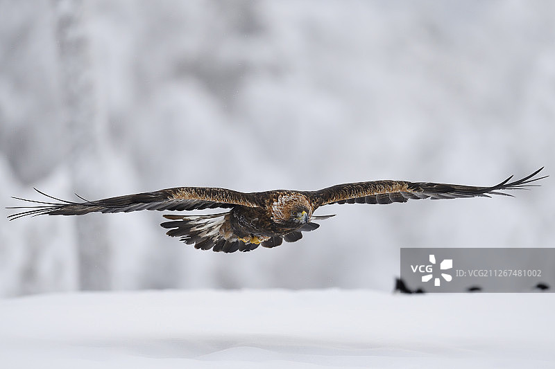 金雕，寒带针叶林冬季，位于瑞典拉普兰图片素材