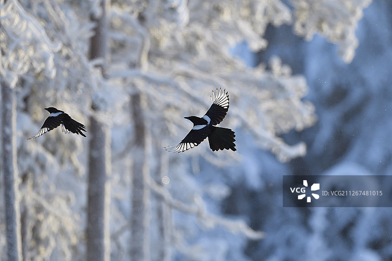 喜鹊，寒带针叶林冬季图片素材