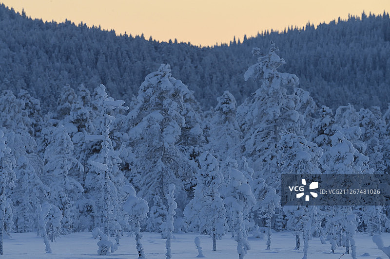瑞典拉普兰区冬季针叶林雪景图片素材