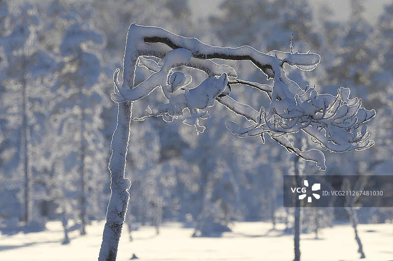 瑞典拉普兰Västerbotten冬季北方针叶林中被雪覆盖的树木图片素材