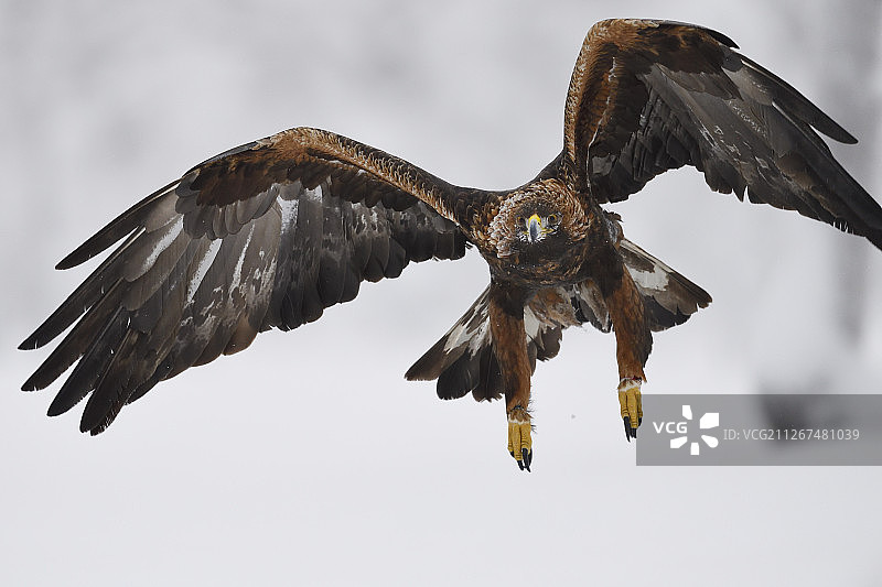 金雕，寒带针叶林冬季，位于瑞典拉普兰图片素材