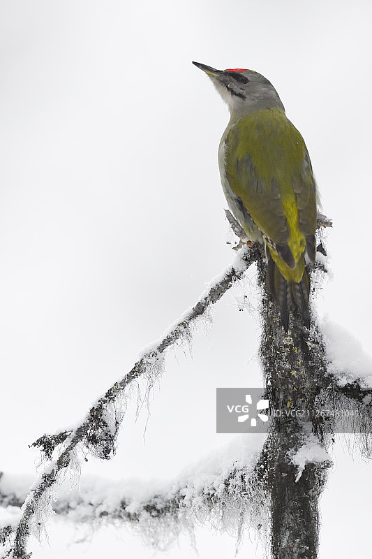 瑞典拉普兰北方冬季森林中的灰头绿啄木鸟图片素材