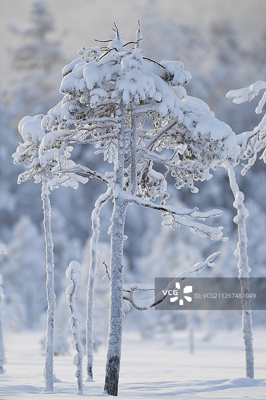 瑞典拉普兰Västerbotten冬季北方针叶林中被雪覆盖的树木图片素材