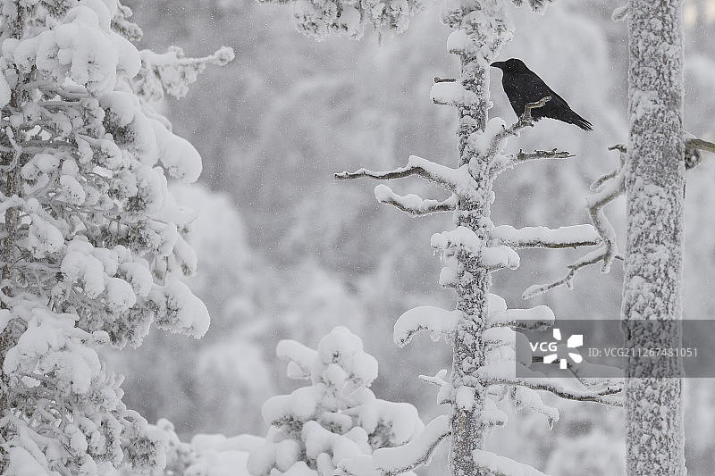 乌鸦，鸦属，北方针叶林冬季，卡尔夫特拉斯克，西博滕省，拉普兰，瑞典图片素材