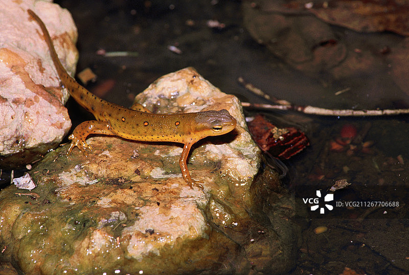 红点蝾螈图片素材