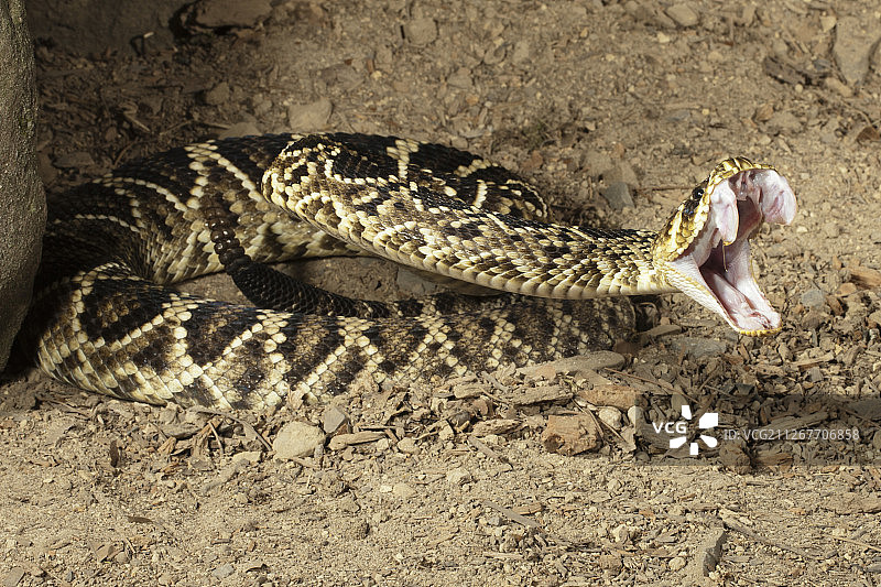 菱斑响尾蛇图片素材