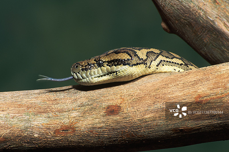 吐舌的地毯蟒图片素材