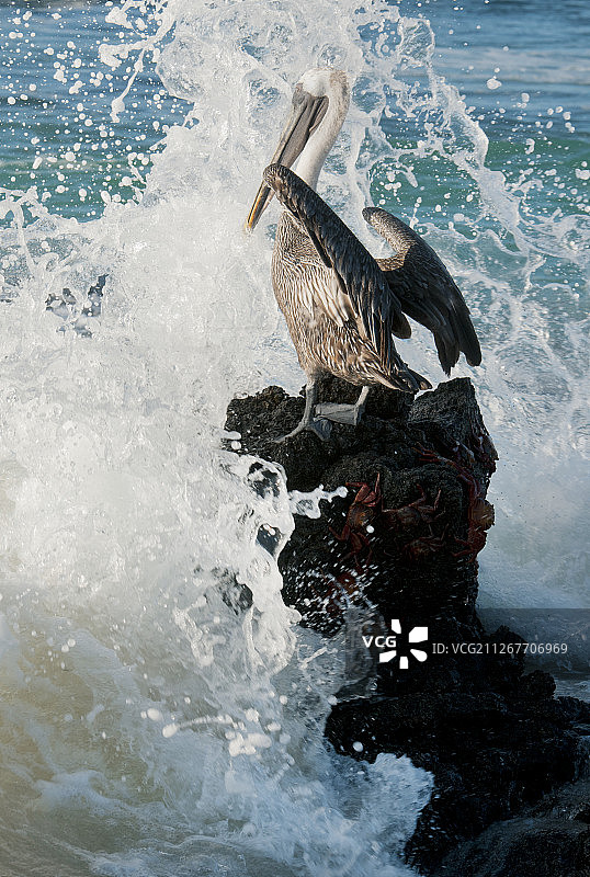 加拉帕戈斯棕色鹈鹕图片素材