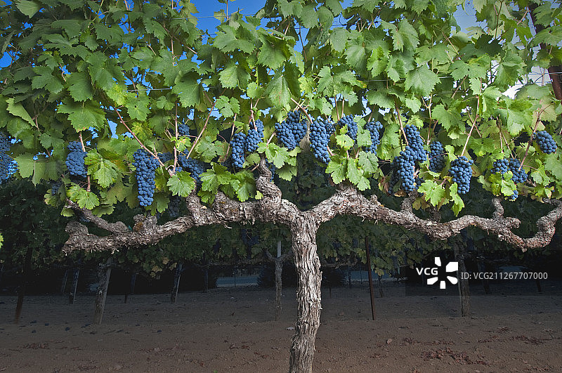仙粉黛葡萄图片素材
