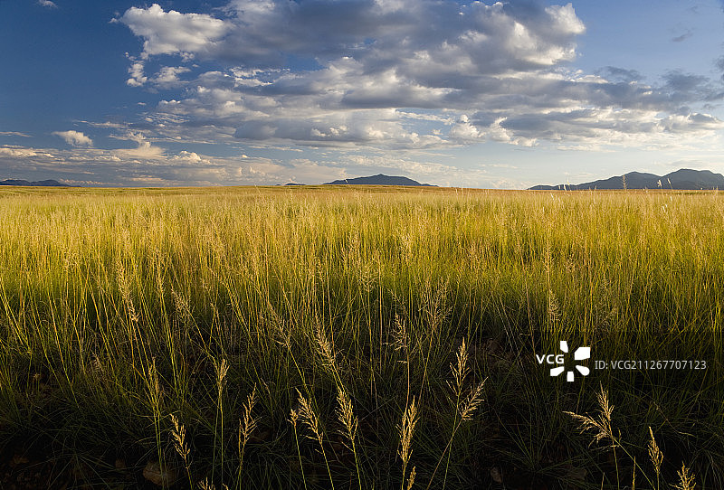 亚利桑那州，美国，积云下的草原，靠近墨西哥边境的圣克鲁斯河谷图片素材