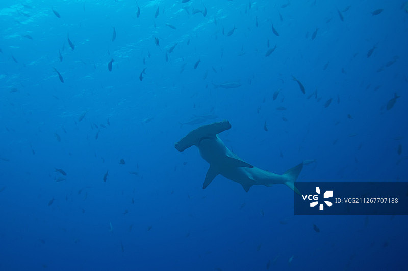 锤头鲨图片素材