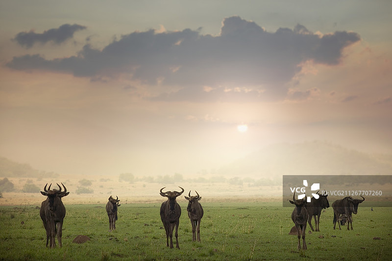 比兰斯堡国家公园中的蓝角马群图片素材