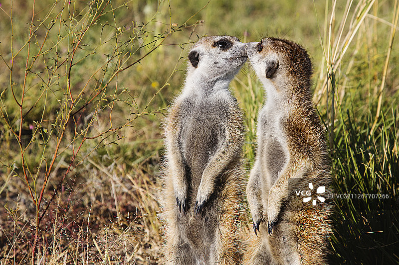 两只海猫表达爱意，互相蹭鼻子图片素材