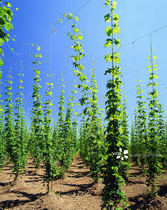 幼嫩的啤酒花芽图片素材