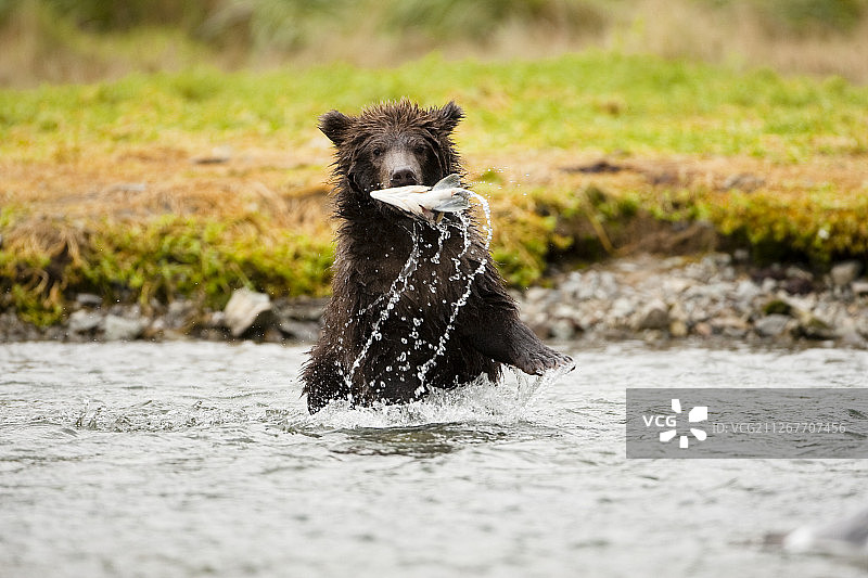灰熊幼崽在河里玩耍粉红鲑鱼头图片素材