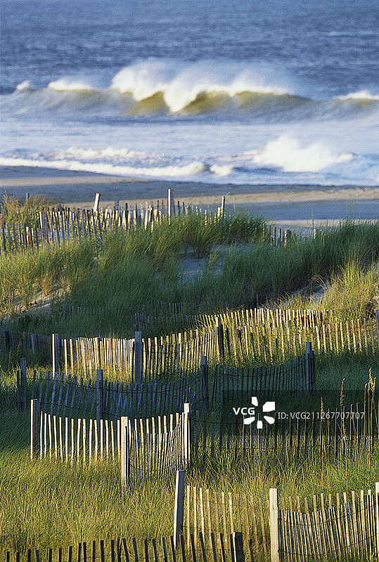 外滩上的海燕麦图片素材