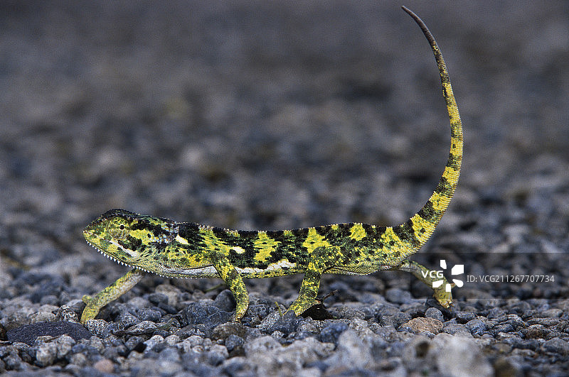塞伦盖蒂国家公园的瓣颈变色龙图片素材